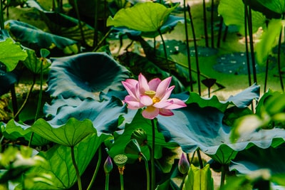 Pink lotus
